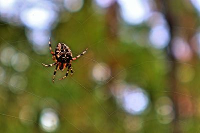 Close-up of spider on web