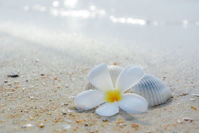 Close-up of white rose on beach