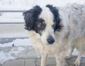 Portrait of dog standing on snow covered landscape