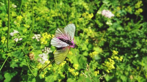 Close-up of butterfly pollinating on purple flower