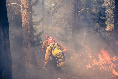 View of trees with fire crackers in forest