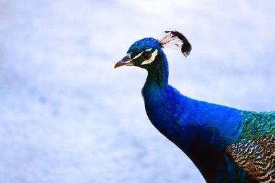 Close-up of a peacock