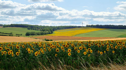 Scenic view of flowering field against cloudy sky