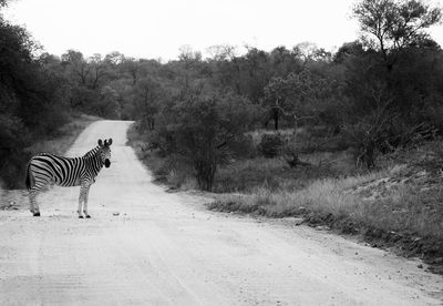 Zebra on field against sky