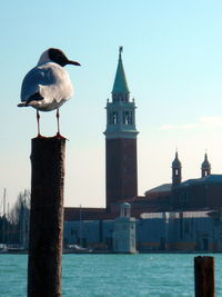 Birds perching on building