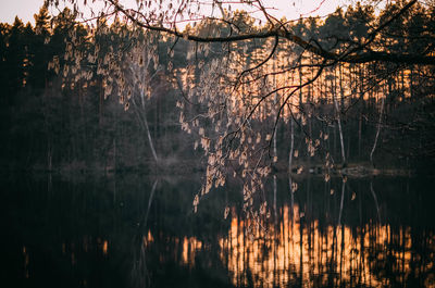 Bare trees by lake in forest during sunset
