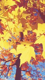 Low angle view of autumn leaves