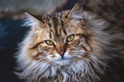 Close-up portrait of cat