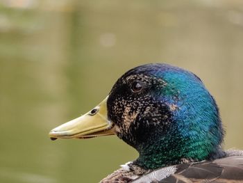 Close-up of mallard duck