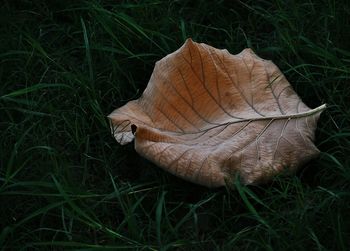 High angle view of dry leaf on field