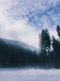 Pine trees in forest against sky during winter