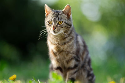 Close-up portrait of tabby cat