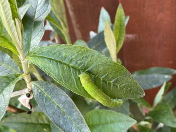 Close-up of green leaves