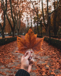 Cropped hand holding maple leaf during autumn