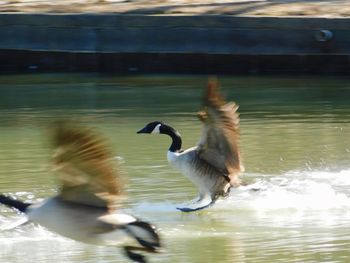 Bird flying over lake