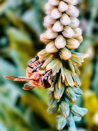 Close-up of insect pollinating on flower