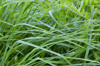 Full frame shot of grass growing on field