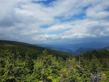 Plants growing on land against sky