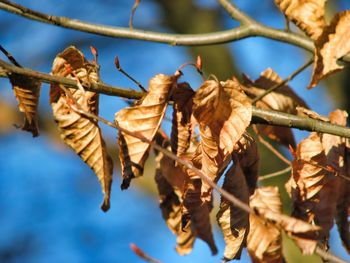 Low angle view of dried leaves on branch against sky