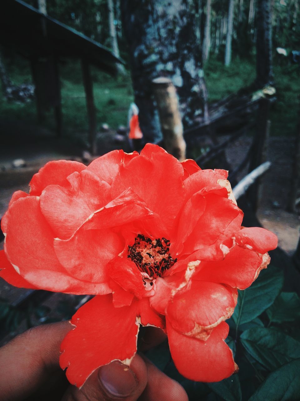 flower, red, petal, nature, beauty in nature, outdoors, one person, holding, freshness, fragility, day, focus on foreground, human hand, flower head, real people, close-up, human body part, plant, hibiscus, people