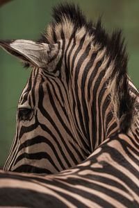 Close-up of zebra