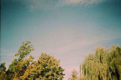 Low angle view of trees against sky