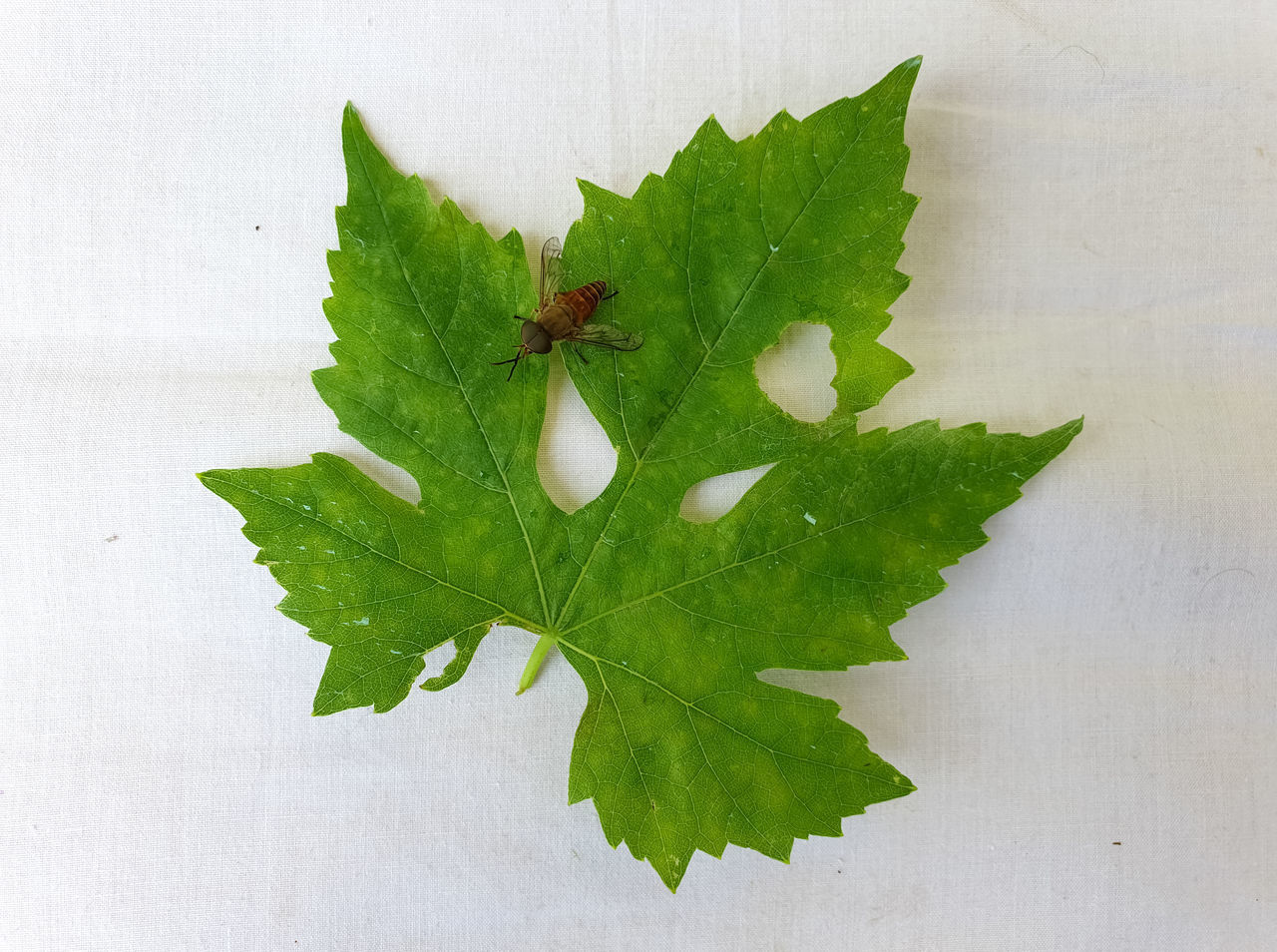 HIGH ANGLE VIEW OF GREEN LEAVES ON WHITE TABLE