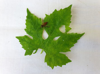 High angle view of leaves on white table