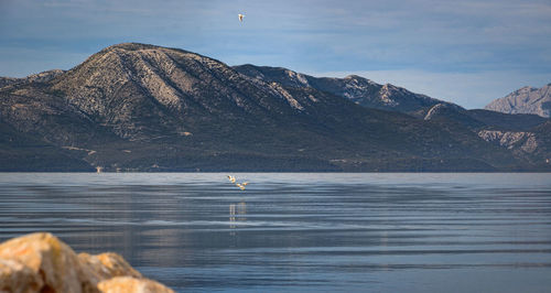 Birds flying over lake against mountains