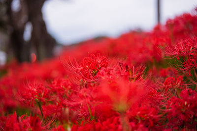 Close-up of red flowering plants