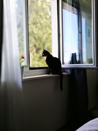 Dog looking through window at home