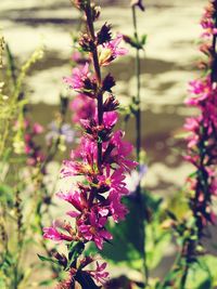 Close-up of pink flowers blooming outdoors