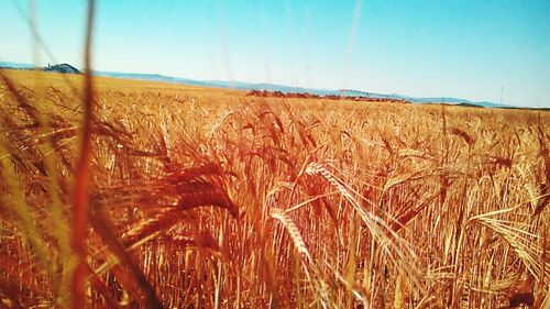 Crop on field against clear sky