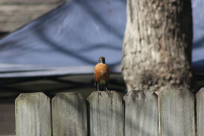 Close-up of bird perching on wooden post