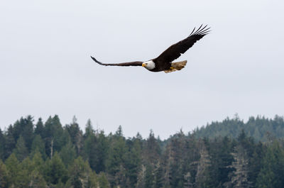 Low angle view of bald eagle flying against clear sky