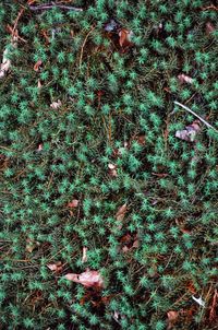 High angle view of plants on field