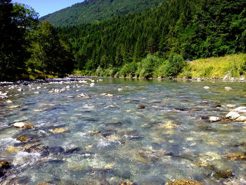 Scenic view of river in forest against sky