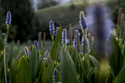 Close-up of purple flowering plants on field