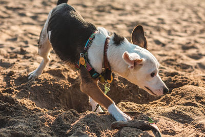 Dog lying on sand