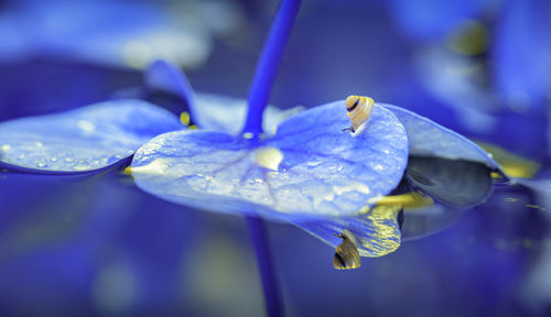 Close-up of blue flower on plant