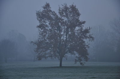 tree