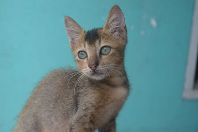 cat