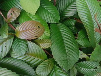 Full frame shot of leaves