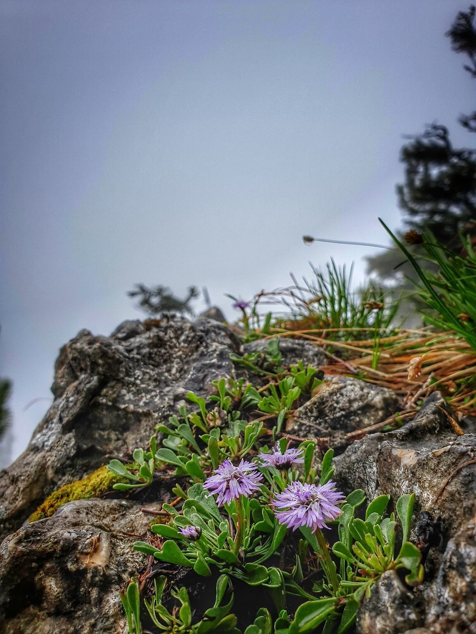 CLOSE-UP OF PURPLE FLOWERING PLANTS BY ROCKS