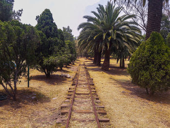 Palm trees against sky