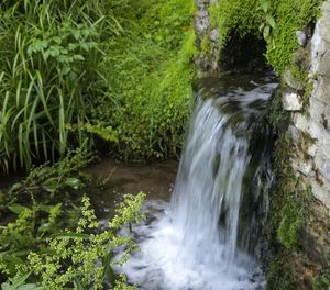 Scenic view of waterfall in forest