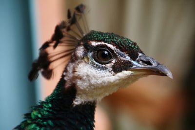 Close-up of a bird looking away