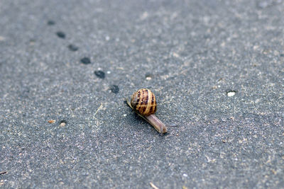 Close-up of snail on road