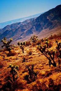 Trees on landscape against clear sky