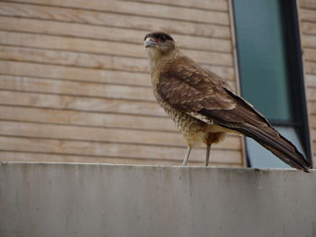  tiuque, bird of prey, easy to spot in quiet places of the city.
